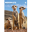 CalendarsRUs Suricates Calendrier A3 2025