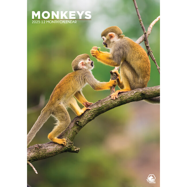 Monkeys A3 Calendar 2025