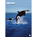 CalendarsRUs Calendario Orcas A3 2025