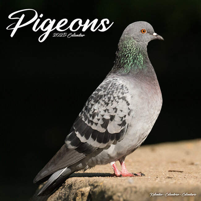 Calendrier des pigeons 2025