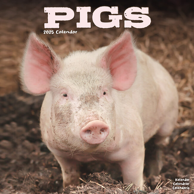 Pig Calendar 2025