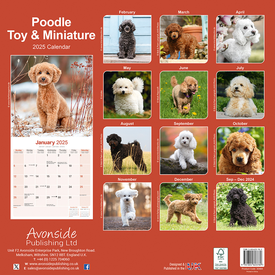 Buy Poodle Toy and Miniature Calendar 2025 Order easily online