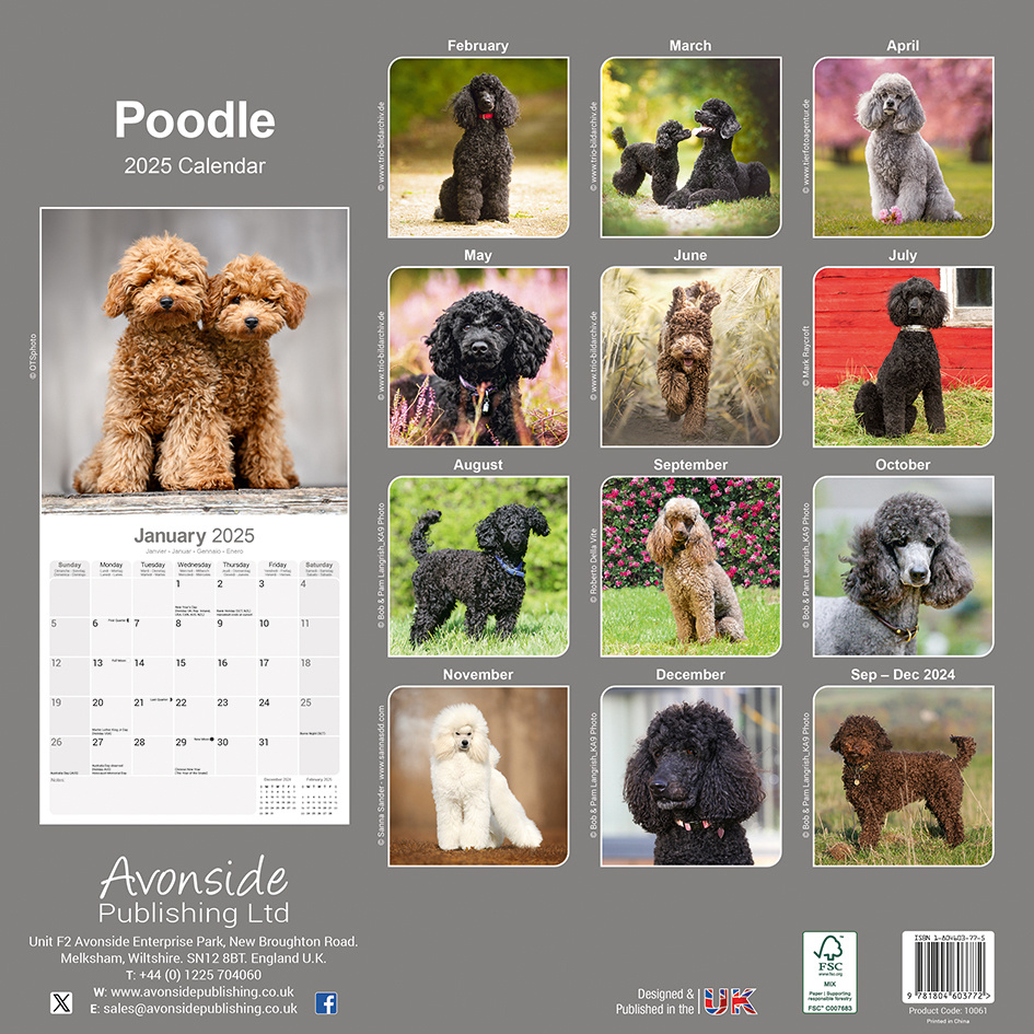 Buy Poodle Calendar 2025 Order easily online Kalenderwinkel.nl
