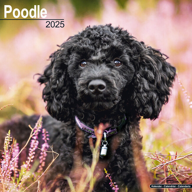 Poodle Calendar 2025