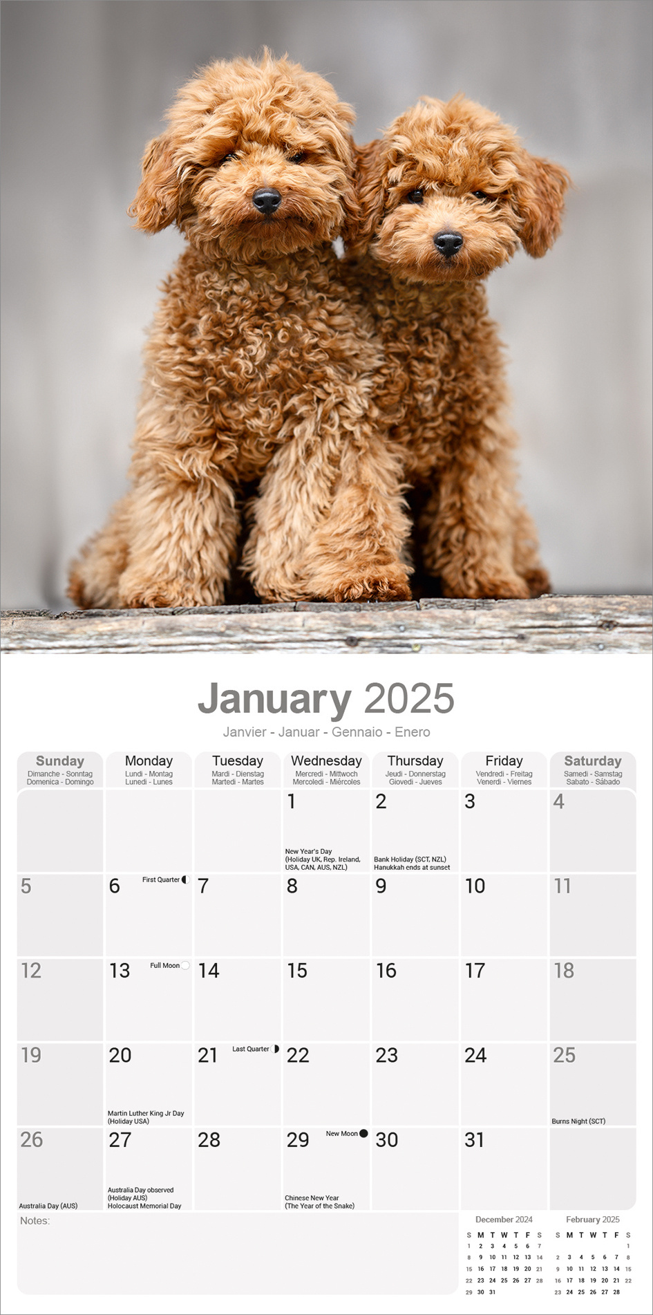Buy Poodle Calendar 2025 Order easily online Kalenderwinkel.nl