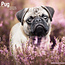 Avonside Calendario Pug 2025