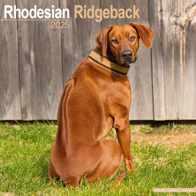 Avonside Rhodesian Ridgeback Calendario 2025