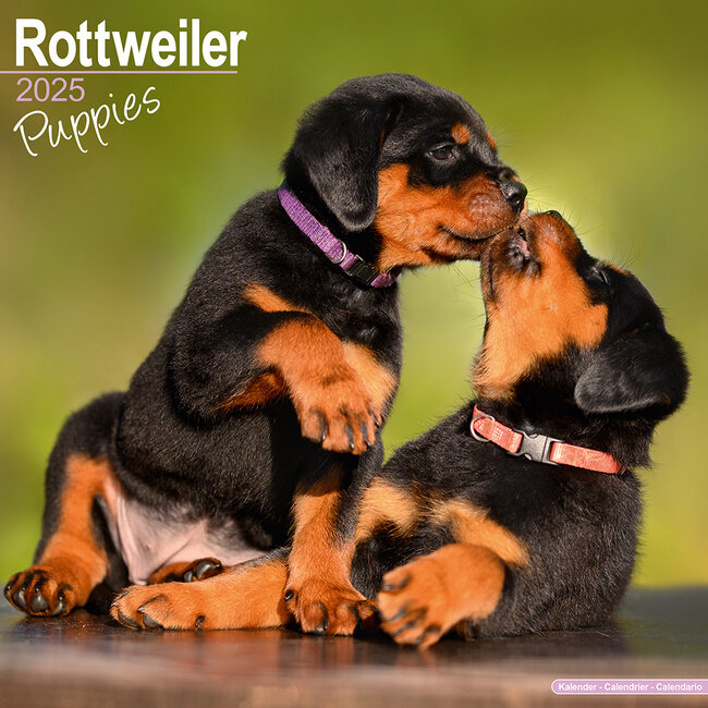 Calendario Cachorros Rottweiler 2025