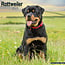 Avonside Calendrier Rottweiler 2025