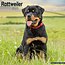 Avonside Rottweiler Kalender 2025