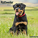 Avonside Calendrier Rottweiler 2025