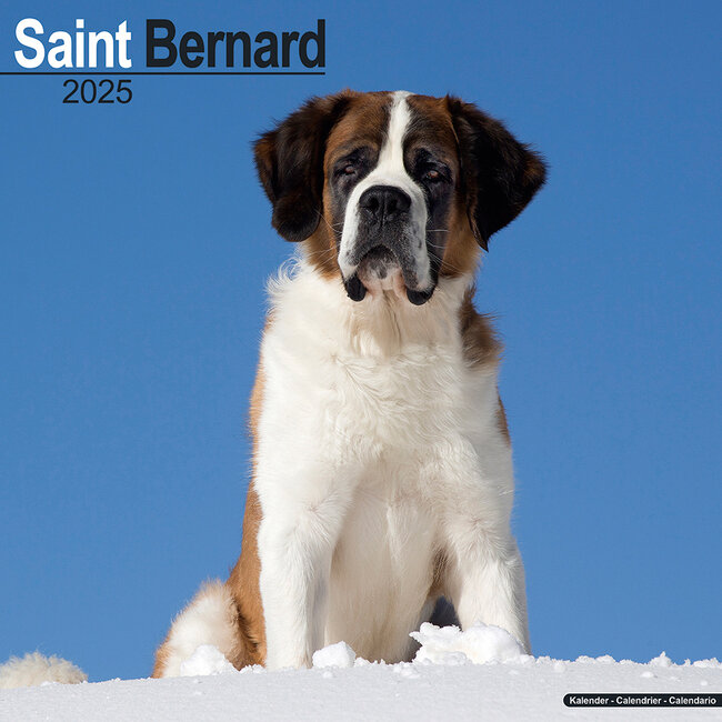 Buying Saint Bernard Calendar 2025 simply order online