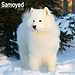 Avonside Calendario Samoyedo 2025