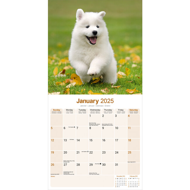 Buy Samoyed Calendar 2025 Order easily online Kalenderwinkel.nl