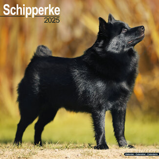 Avonside Calendario Schipperke 2025