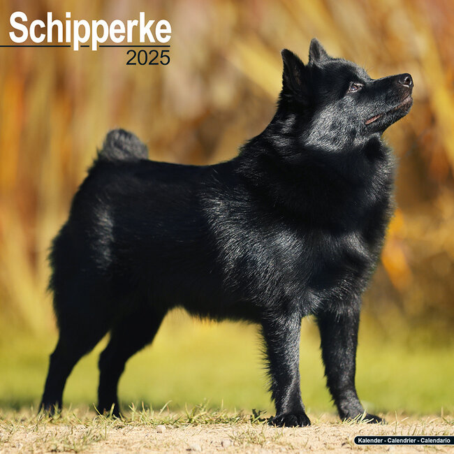 Avonside Schipperke Calendar 2025