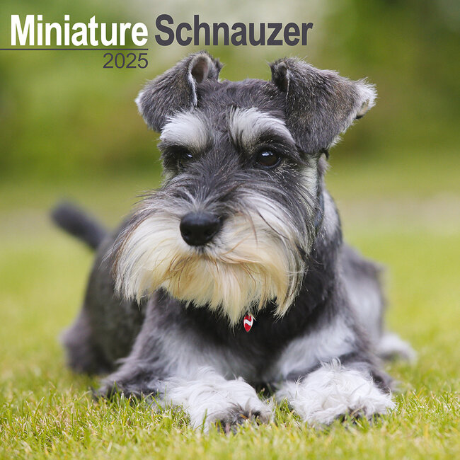 Calendario Schnauzer miniatura 2025