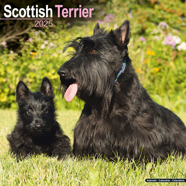 Calendrier Terrier écossais 2025