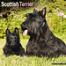 Avonside Scottish Terrier Calendar 2025