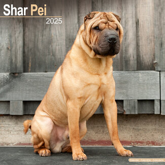 Avonside Calendario Shar Pei 2025