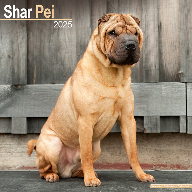 Shar Pei Calendar 2025 Buy Order easily online Kalenderwinkel.nl