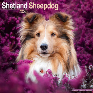Avonside Sheltie - Shetland Sheepdog Calendar 2025