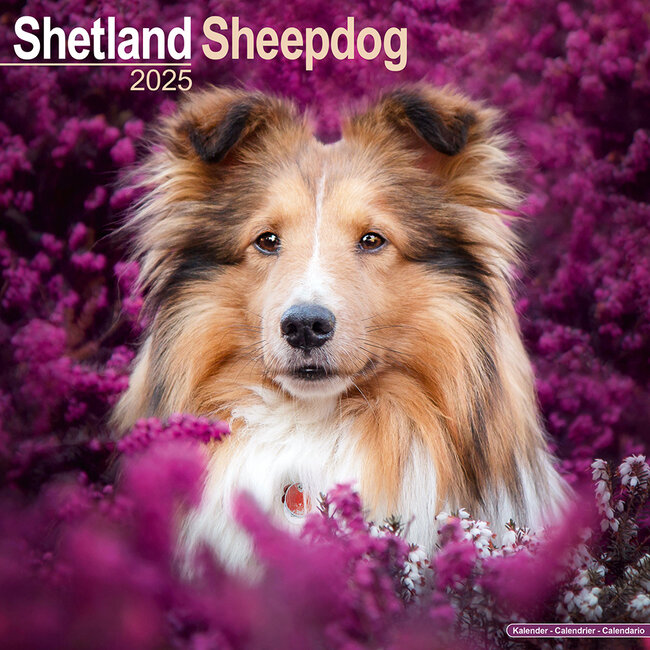 Sheltie - Shetland Sheepdog Calendar 2025