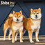 Avonside Shiba Inu Kalender 2025