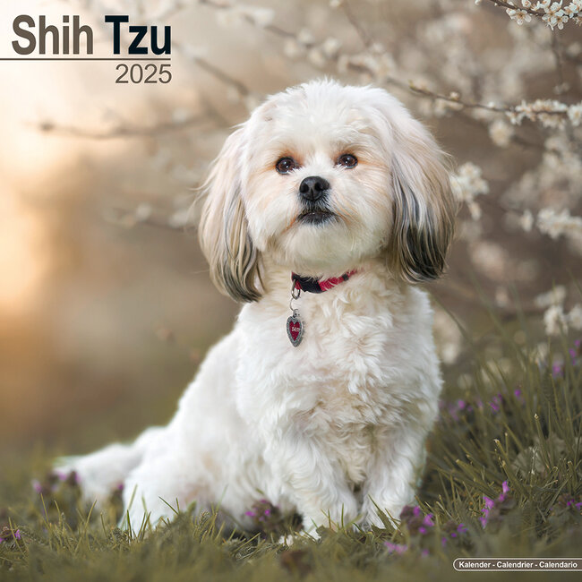 Shih Tzu Calendar 2025