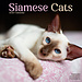 Avonside Siamese Calendar 2025