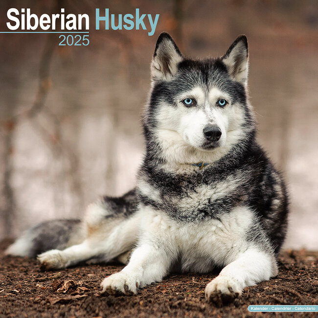 Buy Siberian Husky Calendar 2025? Order easily online Kalenderwinkel.nl