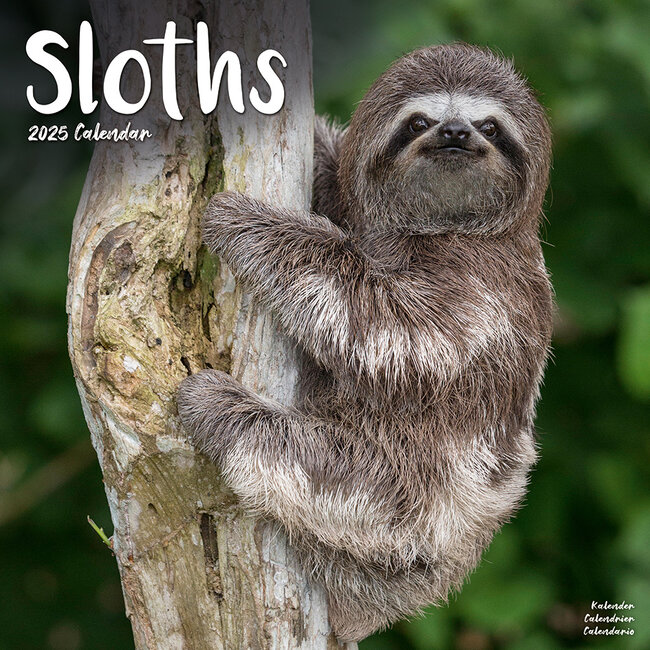 Sloth - Faultiere Kalender 2025  einfach online bestellen 