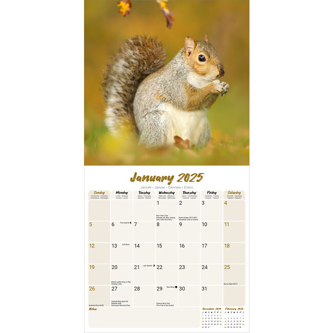 Squirrel Calendar 2025 Buy simply order online Kalenderwinkel.nl