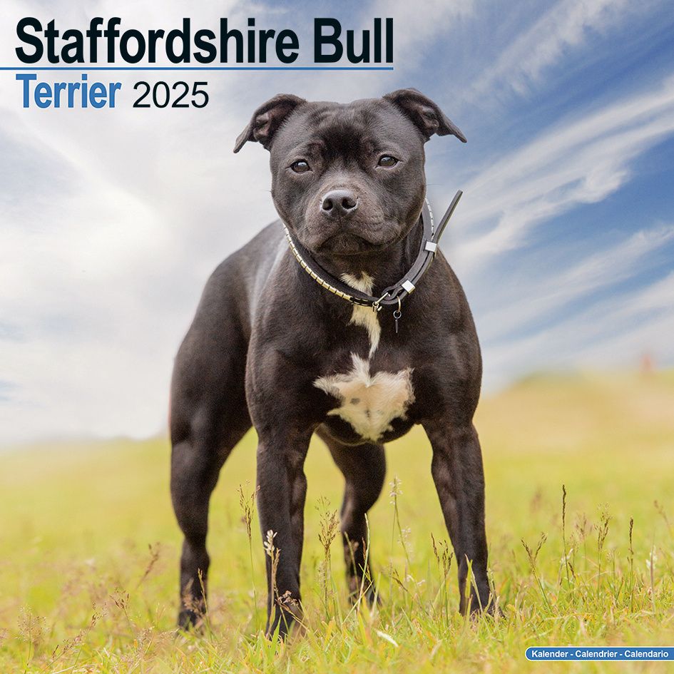 Staffordshire Bull Terrier Calendar 2025 Buy? Order easily
