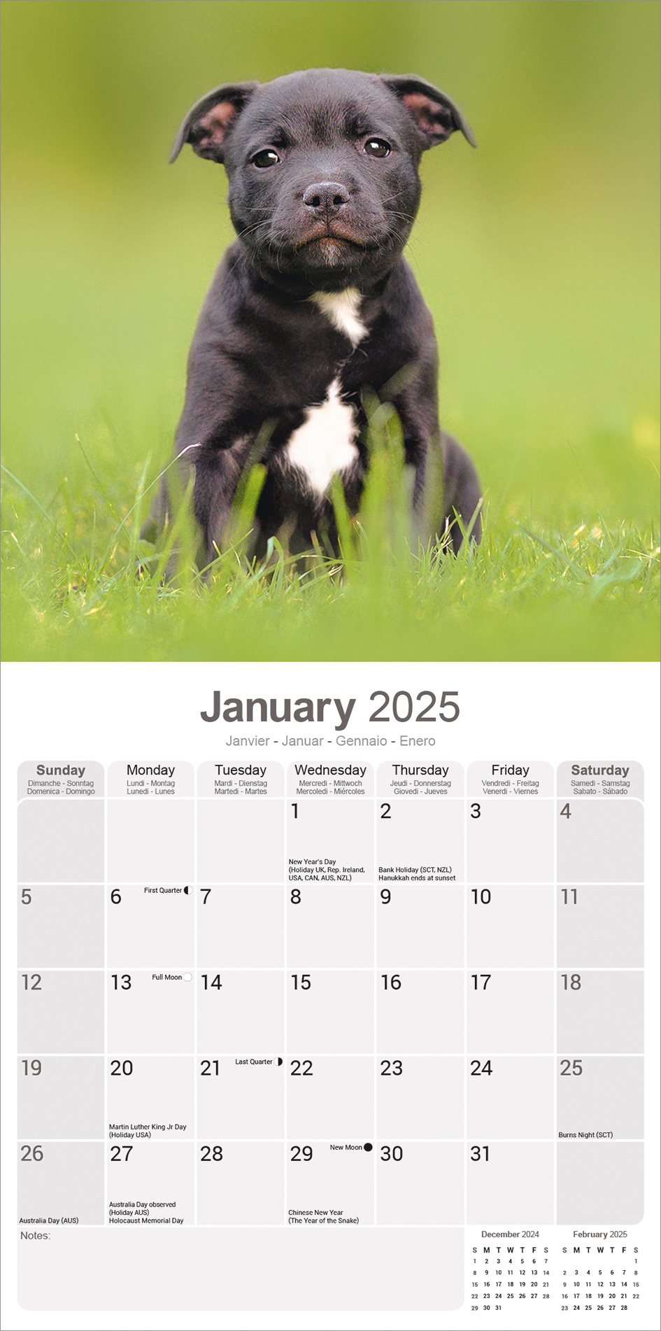 Staffordshire Bull Terrier Calendar 2025 Buy? Order easily