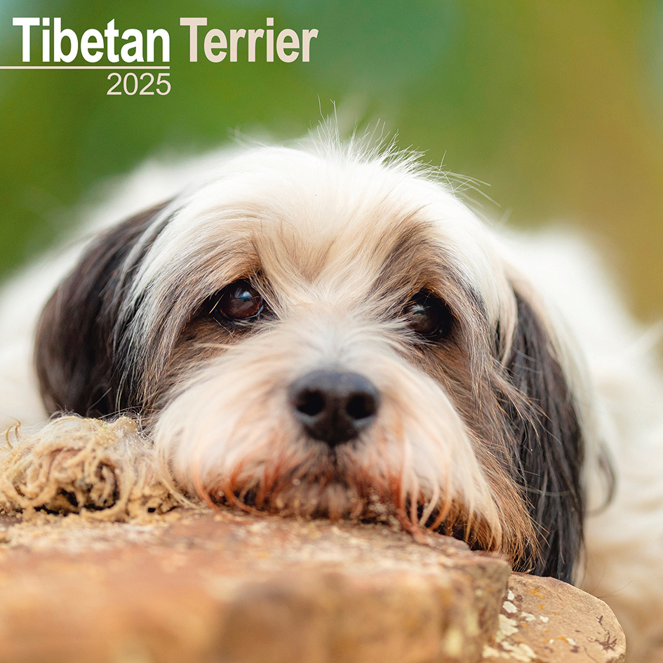 Buying Tibetan Terrier Calendar 2025 Order easily online Kalenderwinkel.nl