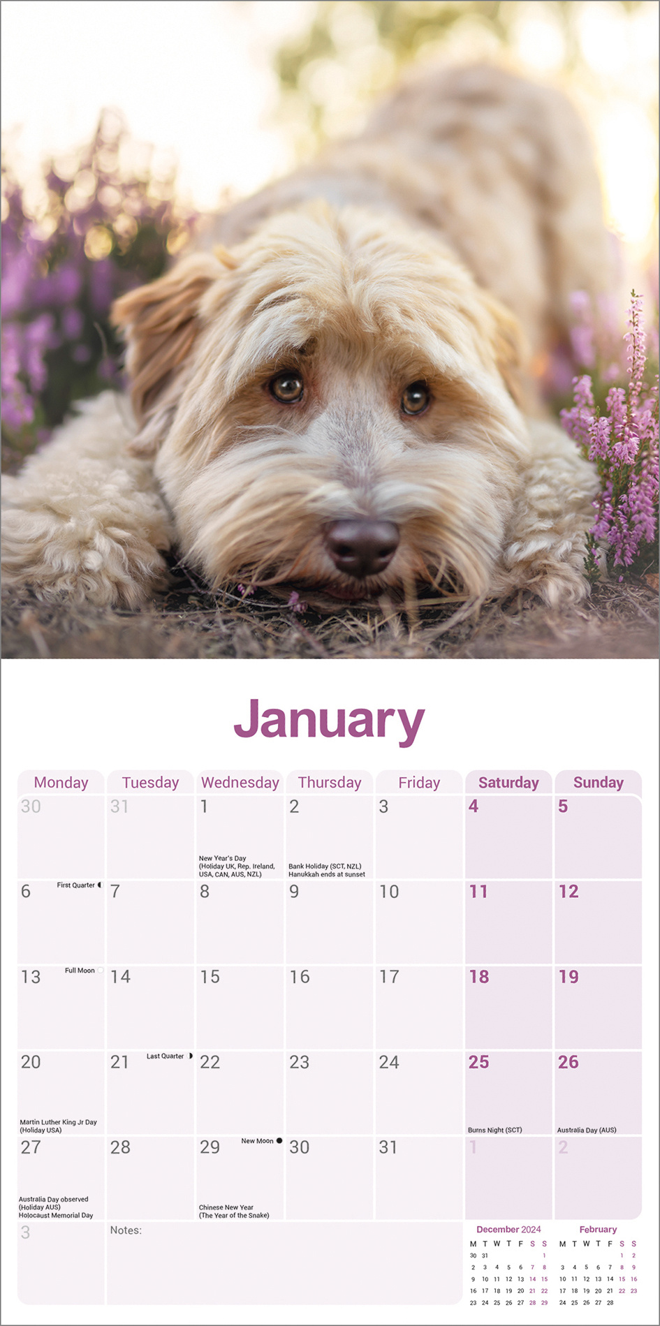 Buying Tibetan Terrier Calendar 2025 Order easily online Kalenderwinkel.nl