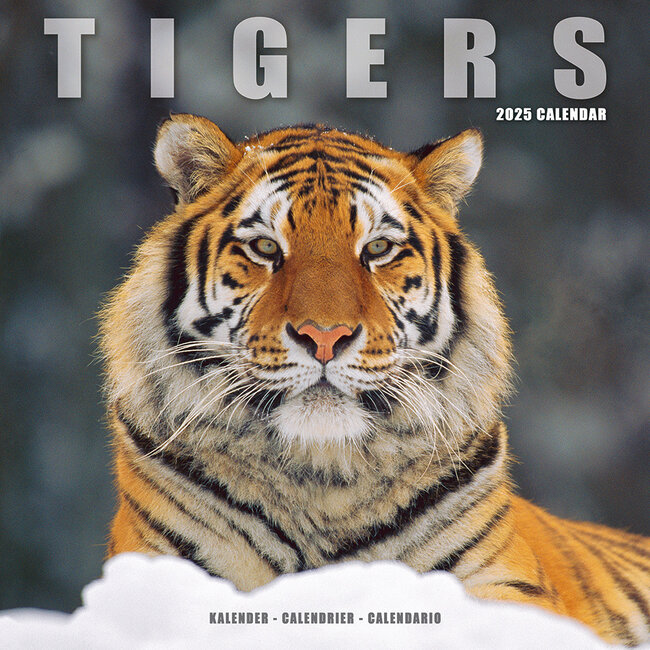 Avonside Calendario delle tigri 2025