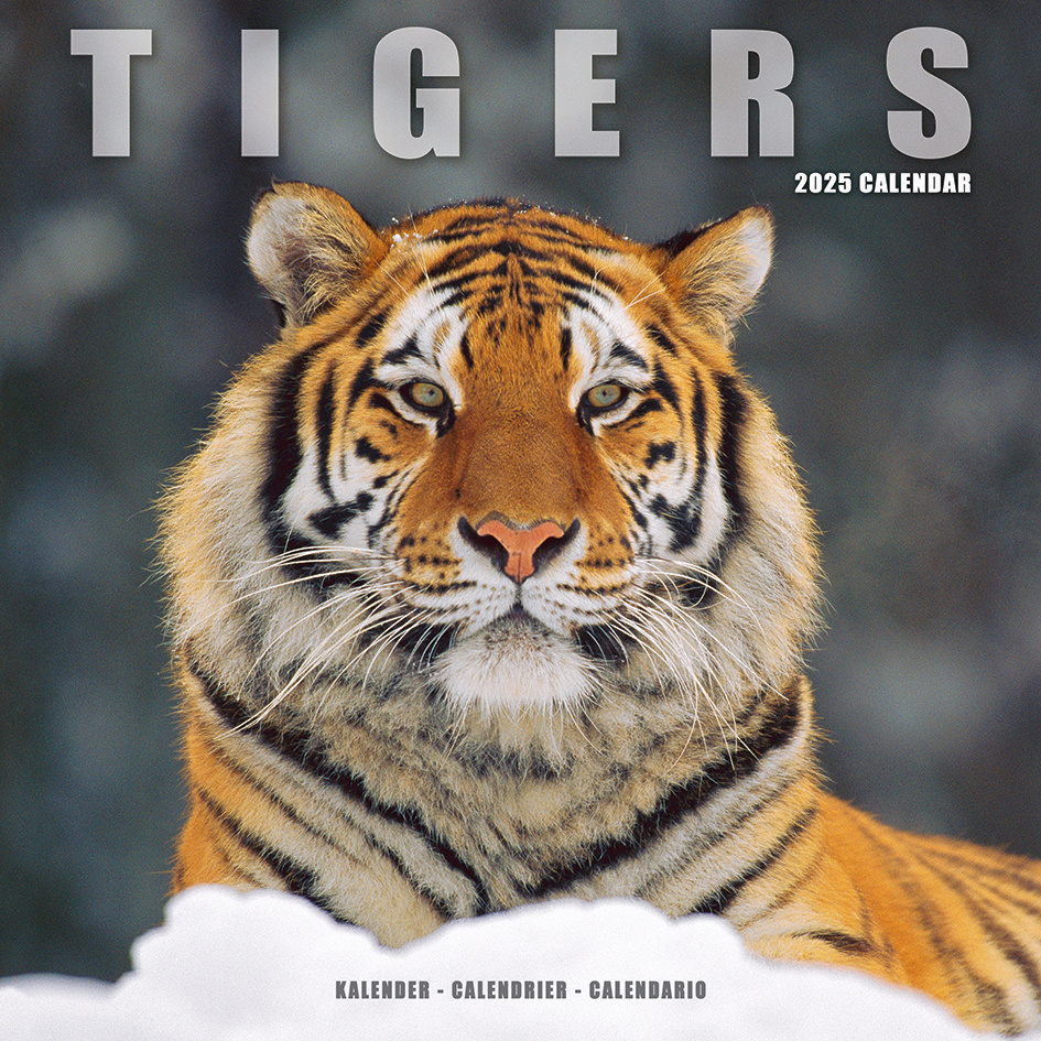 Buying Tiger Calendar 2025? Order online quickly and easily