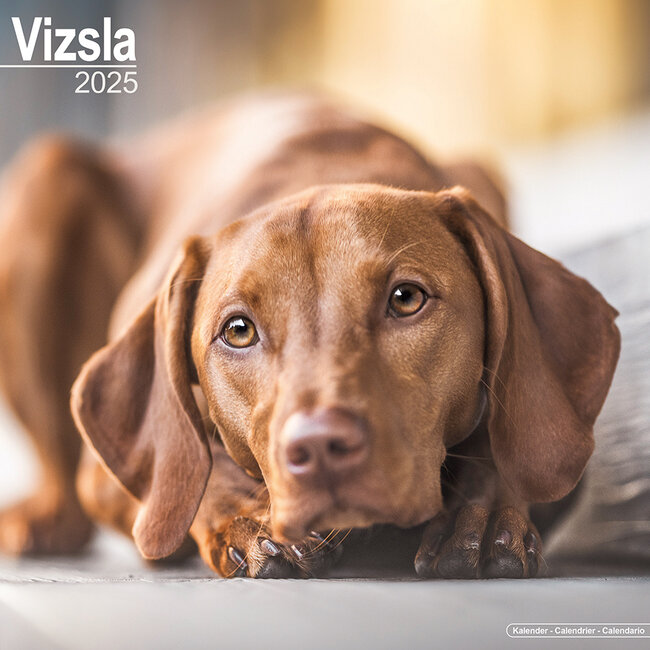 Vizsla Calendar 2025