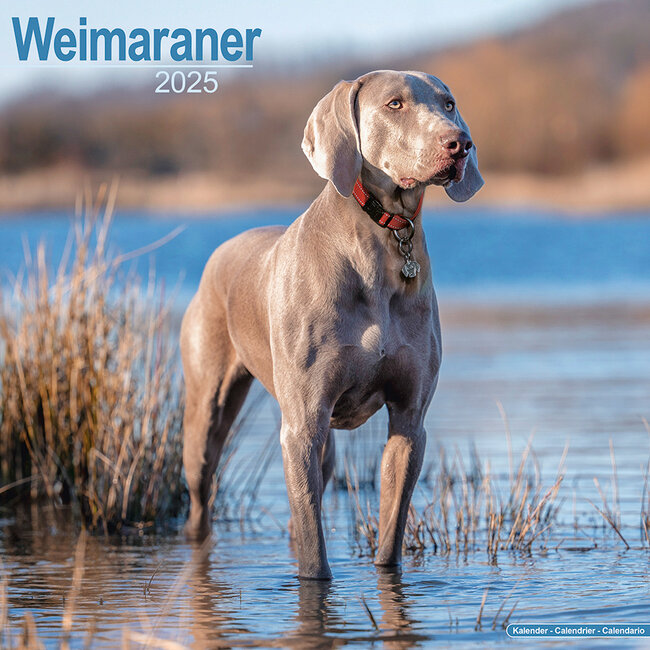 Calendario Weimaraner 2025