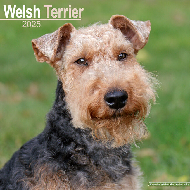 Welsh Terrier Kalender 2025