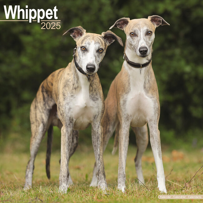 Whippet-Kalender 2025