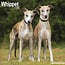 Avonside Whippet Calendar 2025