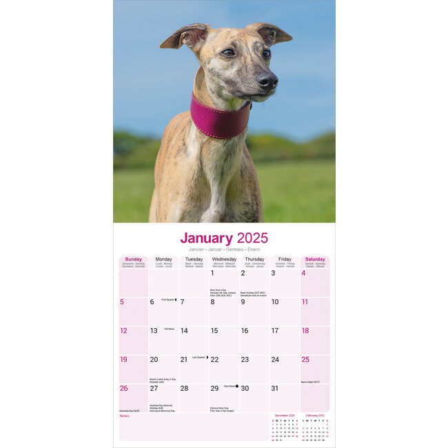 Buying Whippet Calendar 2025 simply order online Kalenderwinkel.nl