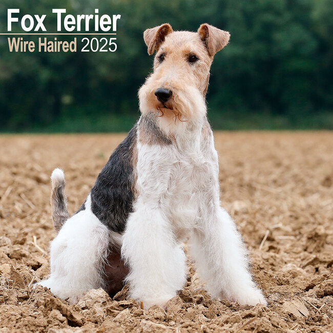 Foxterrier Glatthaar Kalender 2025