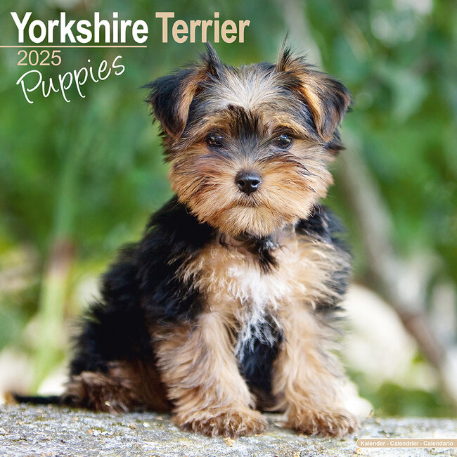 Calendario dei cuccioli di Yorkshire Terrier 2025