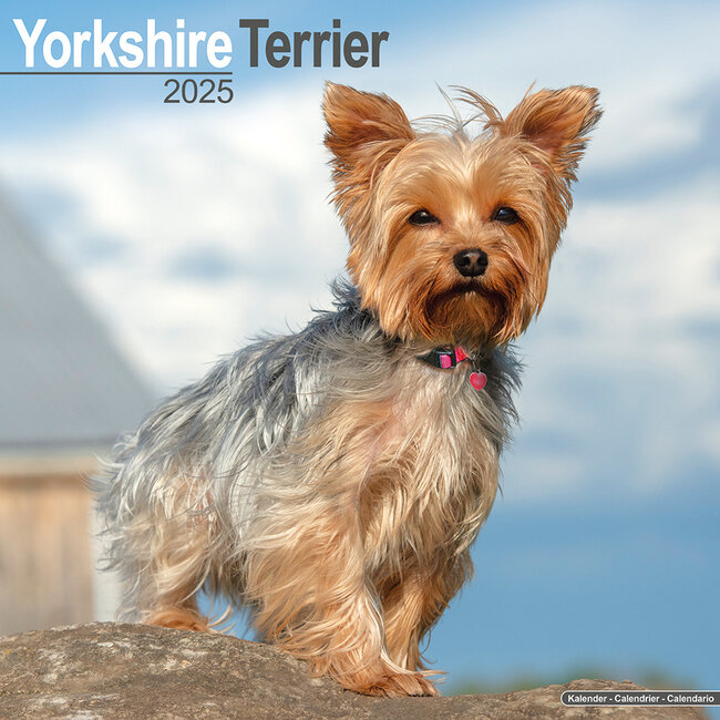 Avonside Yorkshire Terrier Calendar 2025