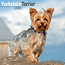 Avonside Calendrier Yorkshire Terrier 2025