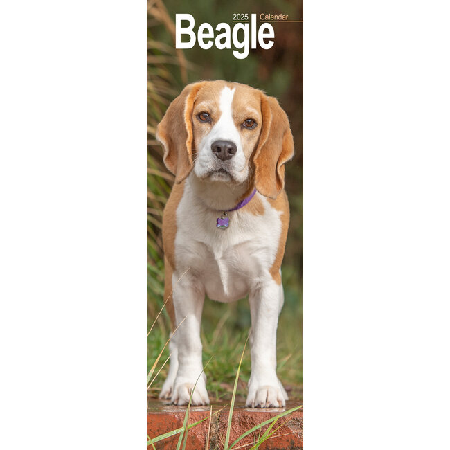 Calendario Beagle 2025 Slimline